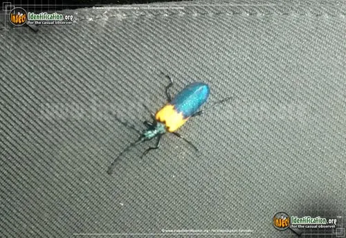 Elderberry Borer Beetle - photo 2