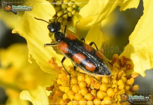 Elegant Blister Beetle - photo 2