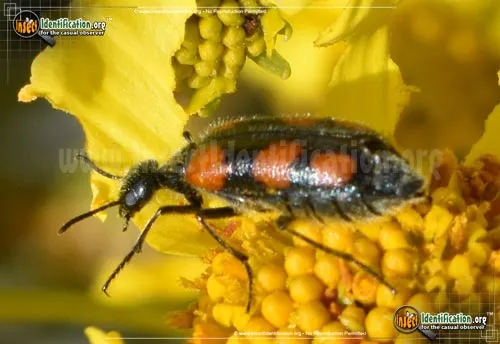 Elegant Blister Beetle - photo 4