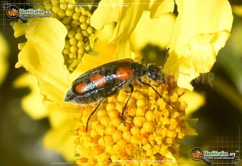 Elegant Blister Beetle - photo 6