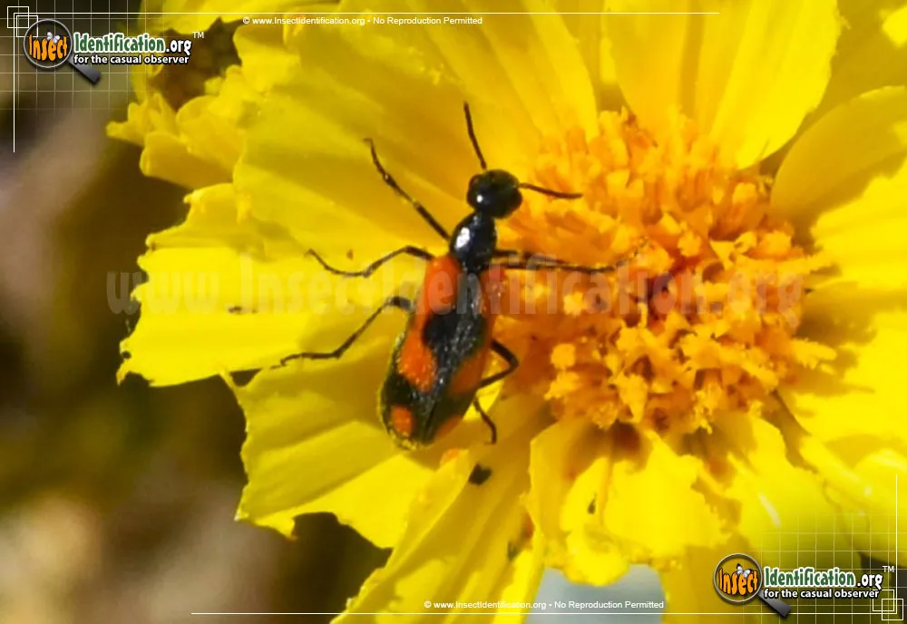 Elegant Blister Beetle - photo 7
