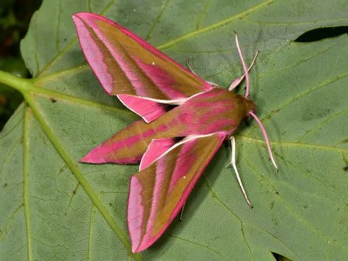 Elephant Hawk Moth