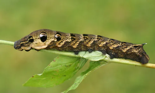 Elephant Hawk Moth - photo 4