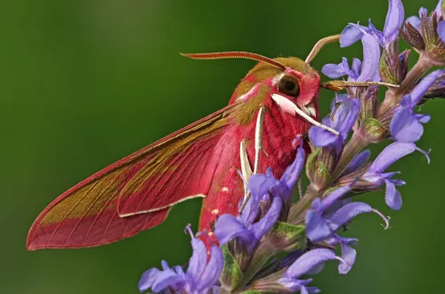 Elephant Hawk Moth - photo 5