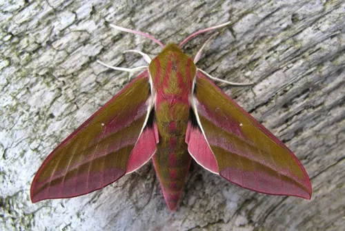 Elephant Hawk Moth - photo 6