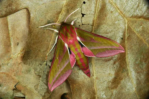 Elephant Hawk Moth - photo 7
