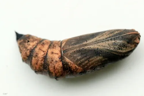 Elephant Hawk Moth - photo 8