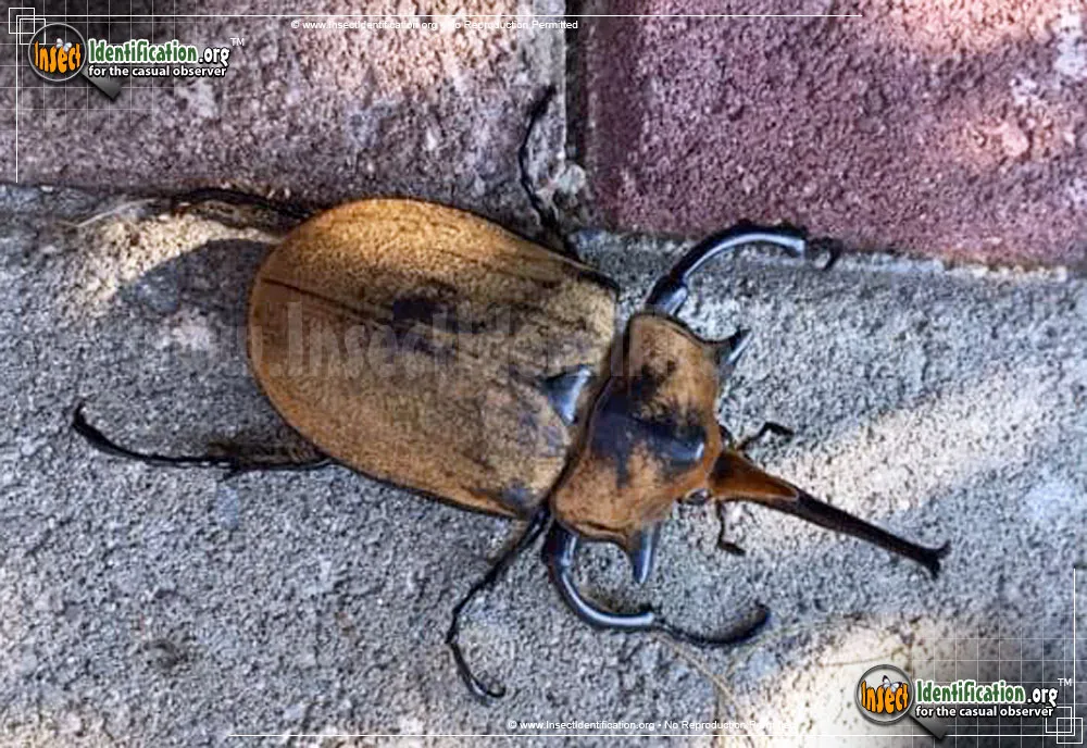 Elephant Rhinoceros Beetle - Megasoma elephas