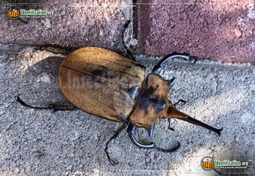 Elephant Rhinoceros Beetle - photo 2