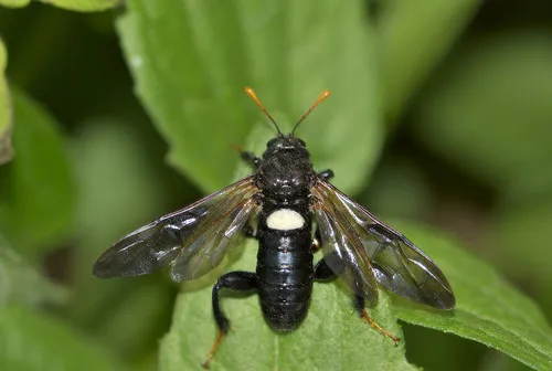 Elm Sawfly