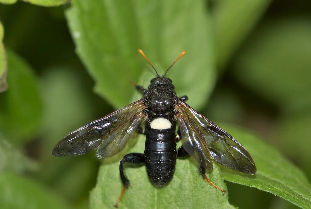Elm Sawfly - photo 2