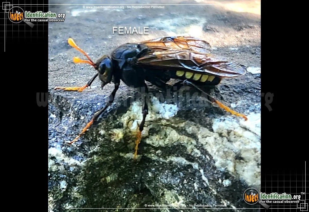 Elm Sawfly - photo 4