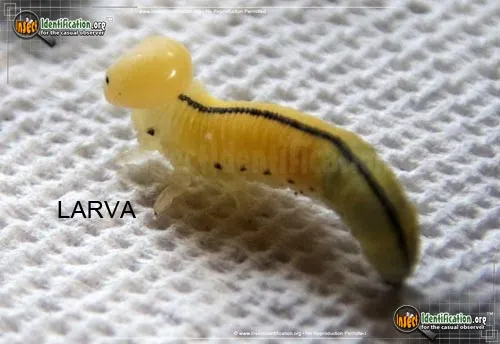 Elm Sawfly - photo 5