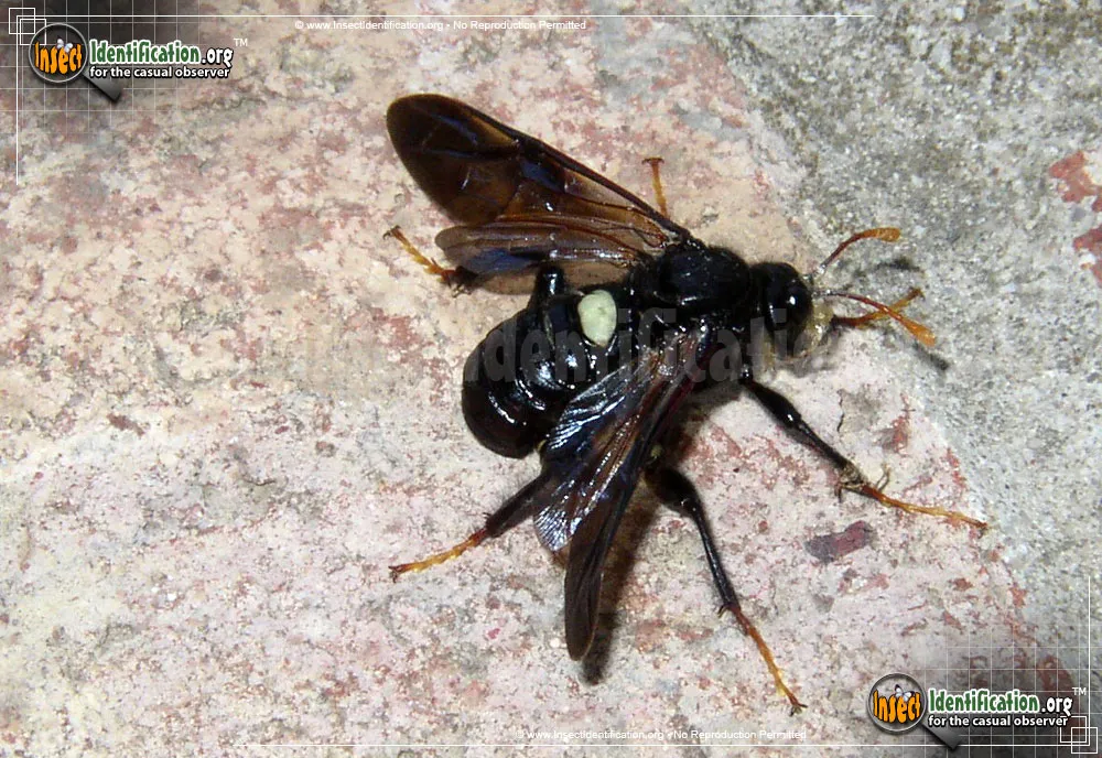 Elm Sawfly - photo 7