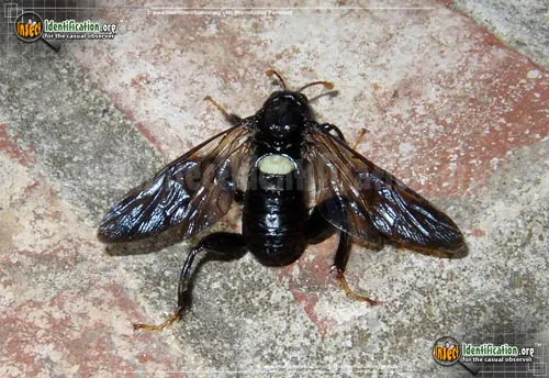 Elm Sawfly - photo 8