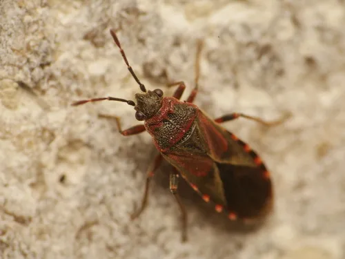 Elm Seed Bug