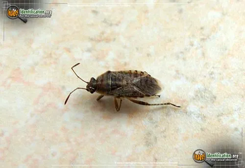 Elm Seed Bug - photo 5