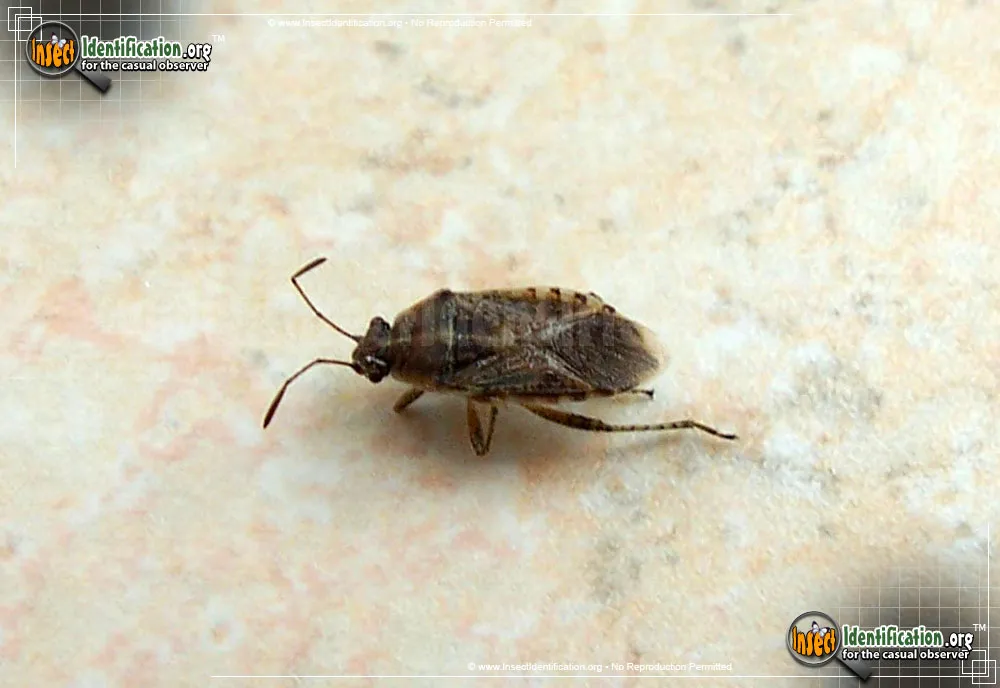 Elm Seed Bug - photo 6