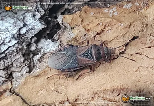 Elm Seed Bug - photo 7