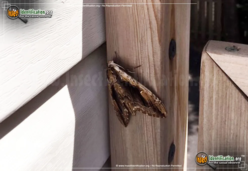 Elm Sphinx - photo 5