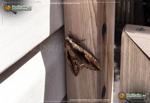 Elm Sphinx - photo 6