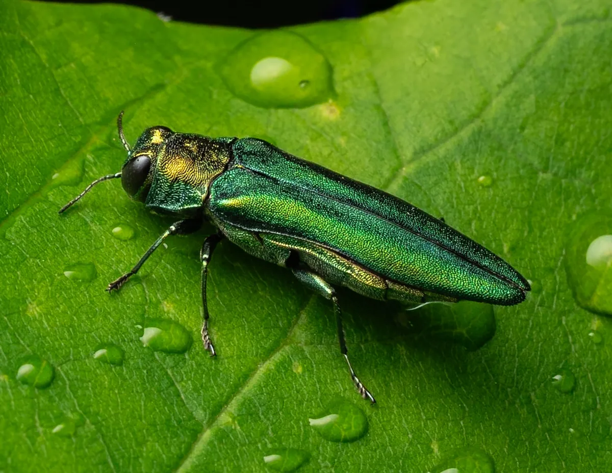 Emerald Ash Borer - photo 3