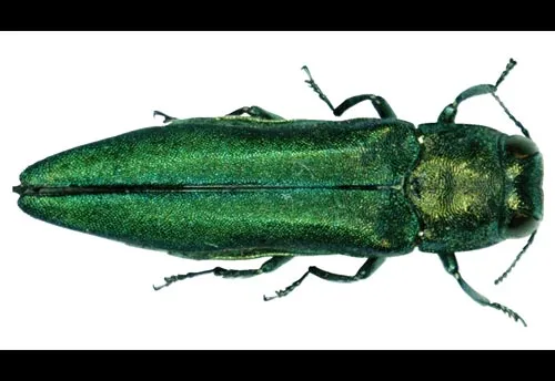 Emerald Ash Borer - photo 4