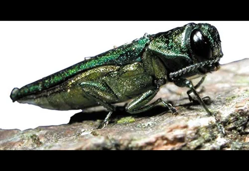 Emerald Ash Borer - photo 5