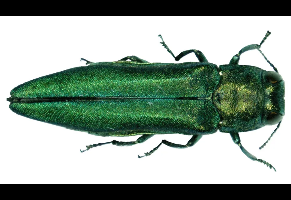Emerald Ash Borer - photo 6