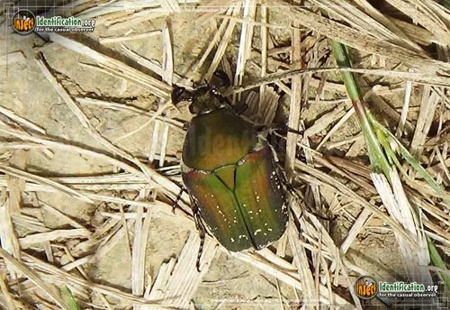 Emerald Euphoria Beetle - photo 2