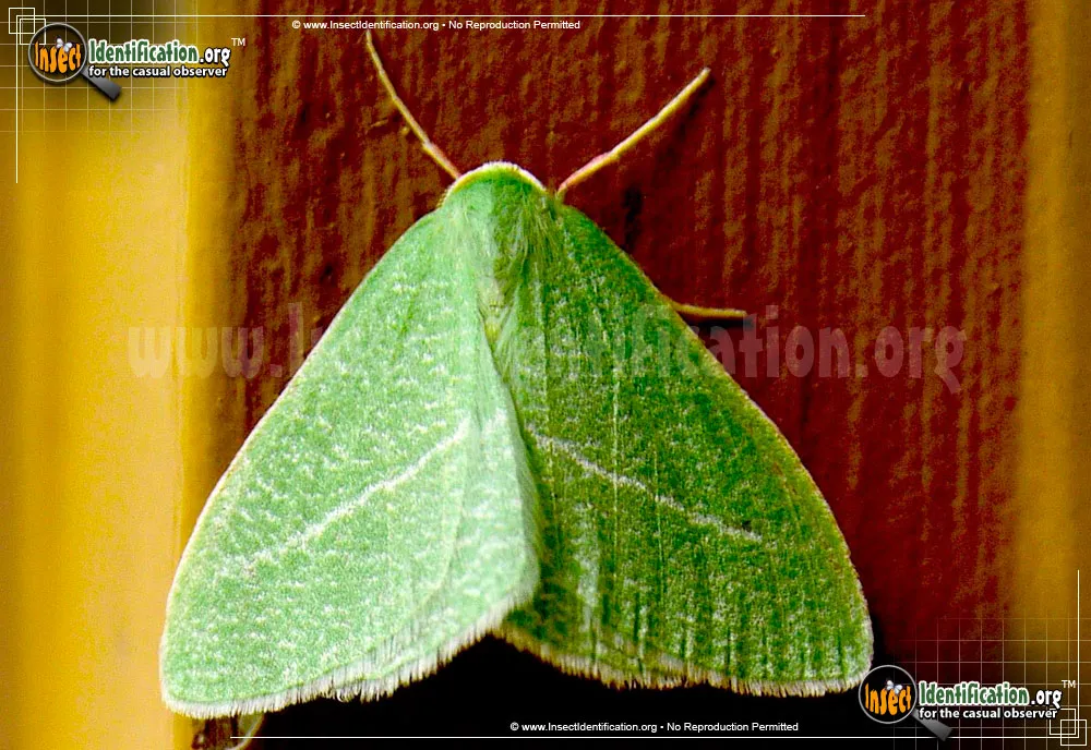 Emerald Moth - Nemoria pistaciaria