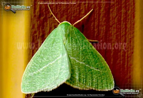 Emerald Moth - photo 2