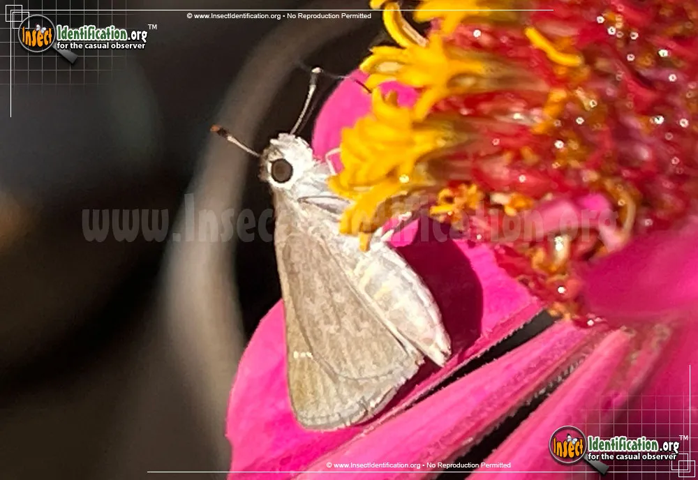 Eufala Skipper