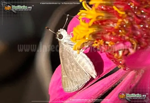 Eufala Skipper - photo 2