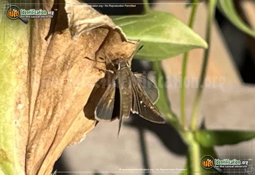 Eufala Skipper - photo 4