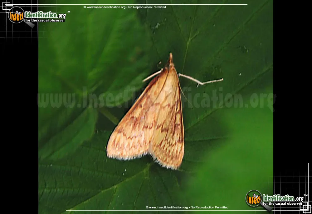European Corn Borer Moth