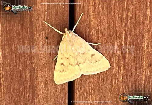 European Corn Borer Moth - photo 3