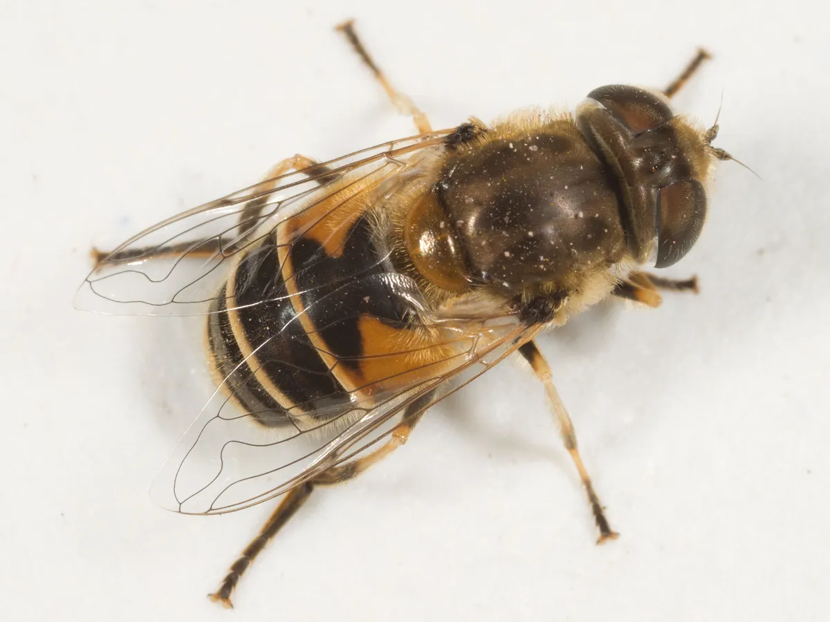 European Drone Fly - photo 3