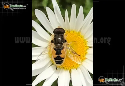 European Drone Fly - photo 4