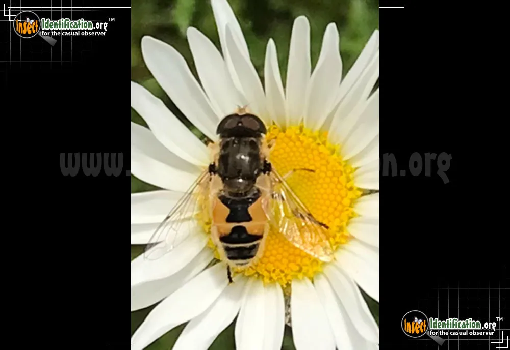 European Drone Fly - photo 5