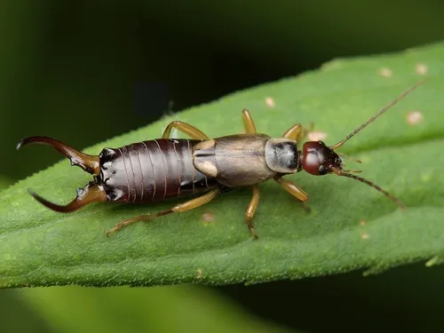 European Earwig - photo 2