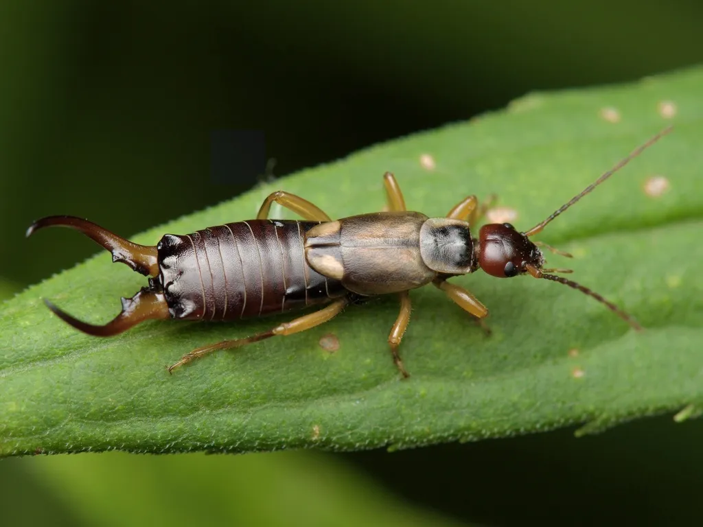 European Earwig - photo 3