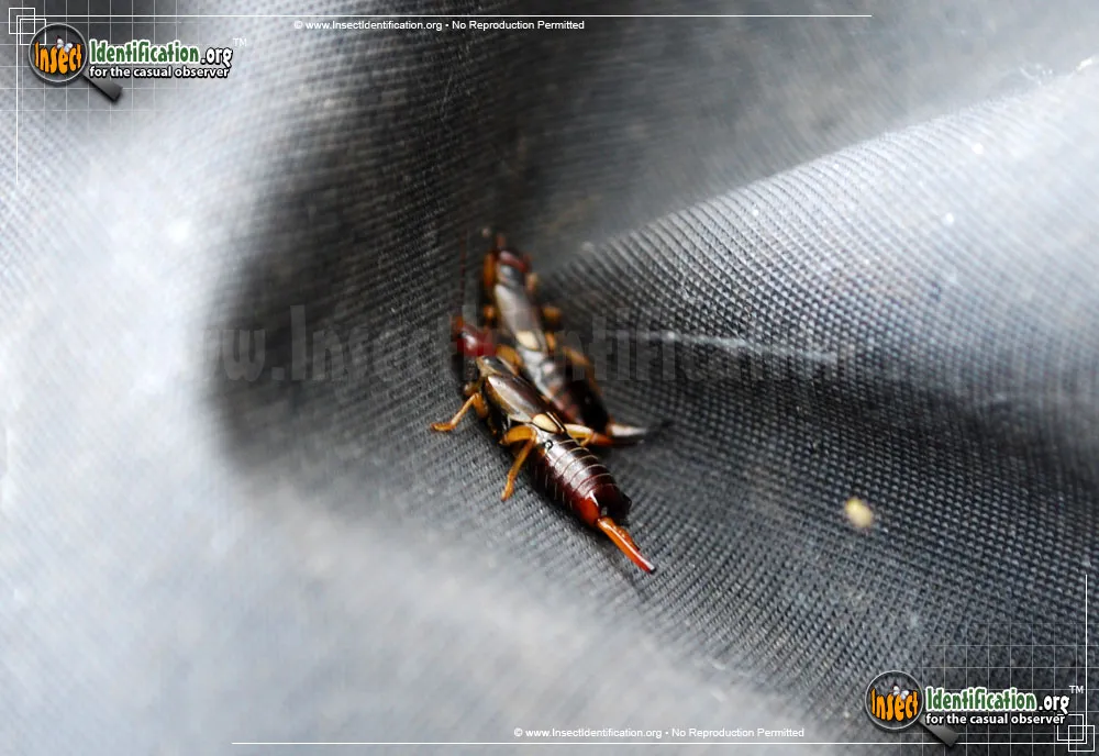European Earwig - photo 5