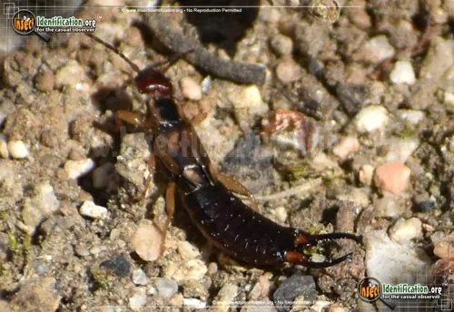 European Earwig - photo 6