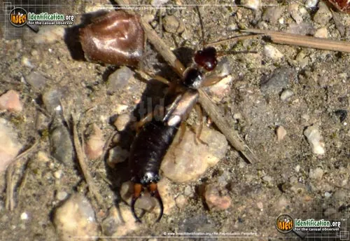 European Earwig - photo 7