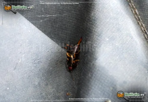 European Earwig - photo 8
