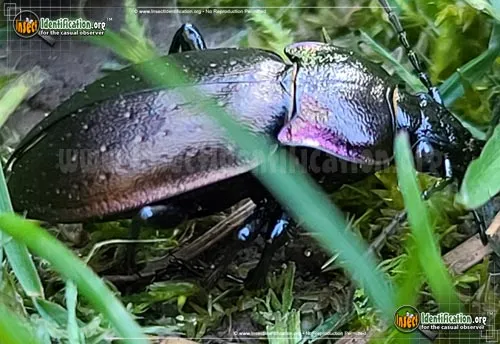 European Ground Beetle - photo 2
