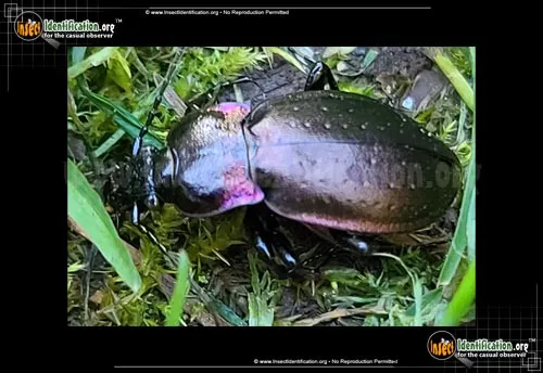 European Ground Beetle - photo 3