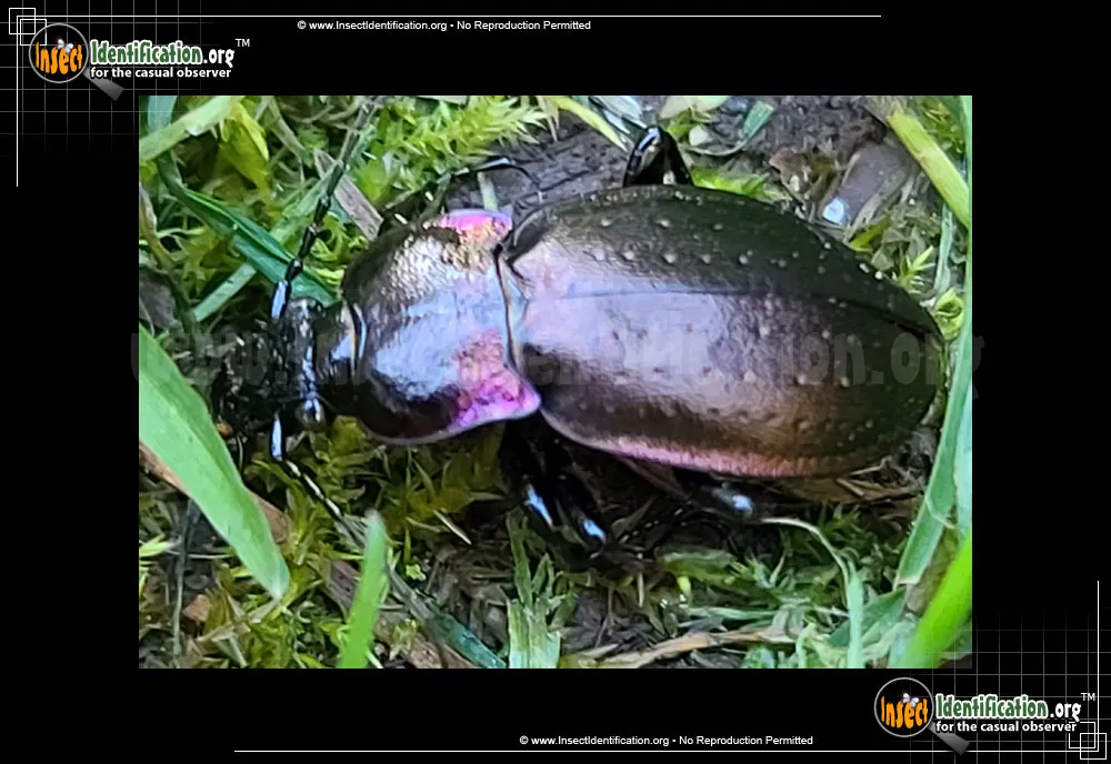 European Ground Beetle - photo 4
