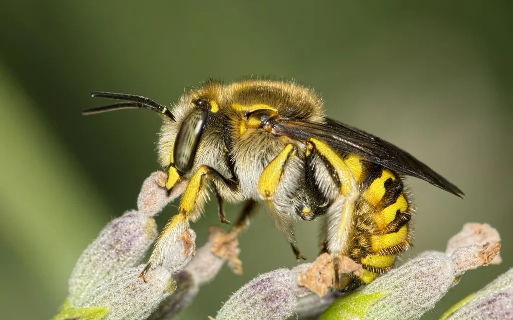 European Wool-carder Bee - photo 2